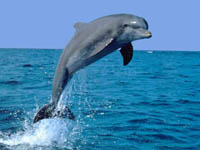 Звуки природы – «Дельфин и морской прибой»