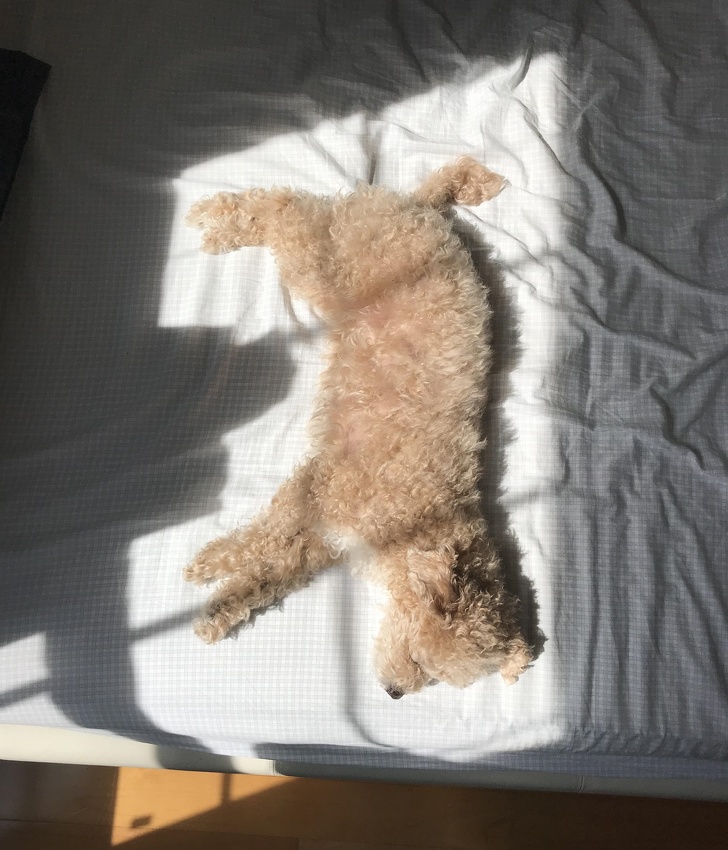 Перфекционисты придут в восторг от того, как этот пес лежит на солнышке