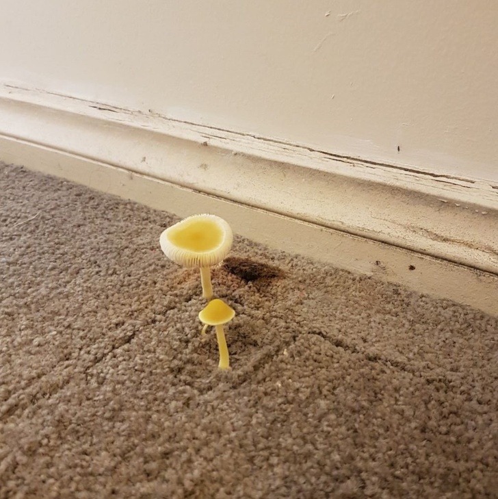 «Наш дом затопило, после чего за мебелью мы обнаружили два гриба»