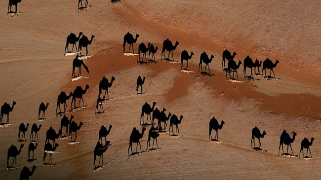 На самом деле верблюды — это те белые черточки на песке