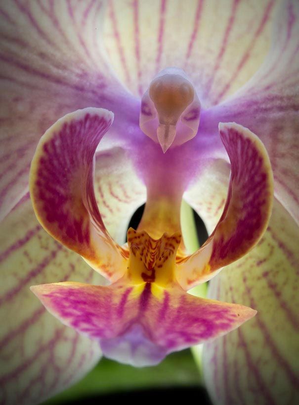 Птица внутри орхидеи. Удивительно!