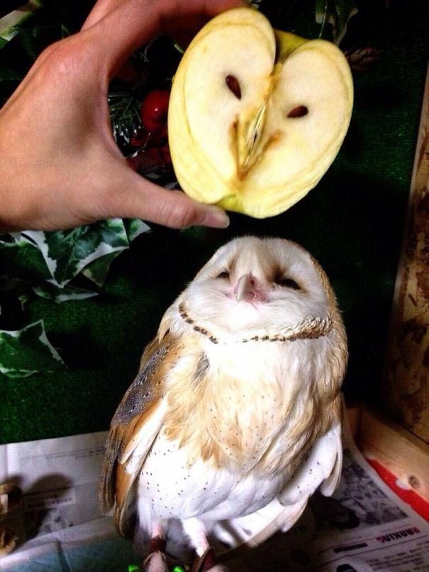 Яблоко с лицом совы